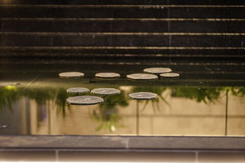 Water Lilies